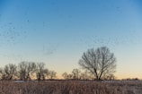 Wide shot of a flock moving across a rural landscape at dawn.