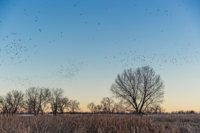 Wide shot of a flock moving across a rural landscape at dawn.