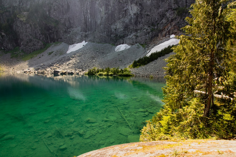 green pine tree and body of water