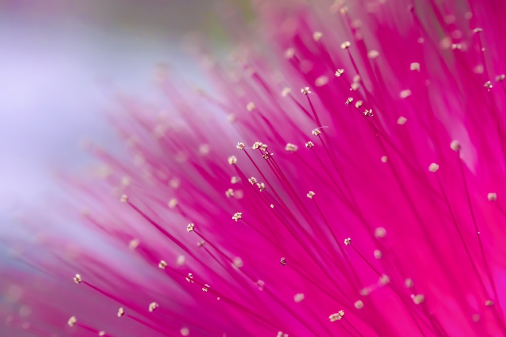 focus photography of pink flower