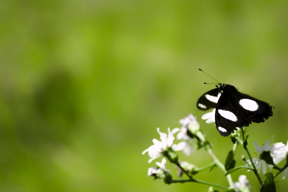 black and white butterfly perching on flowers