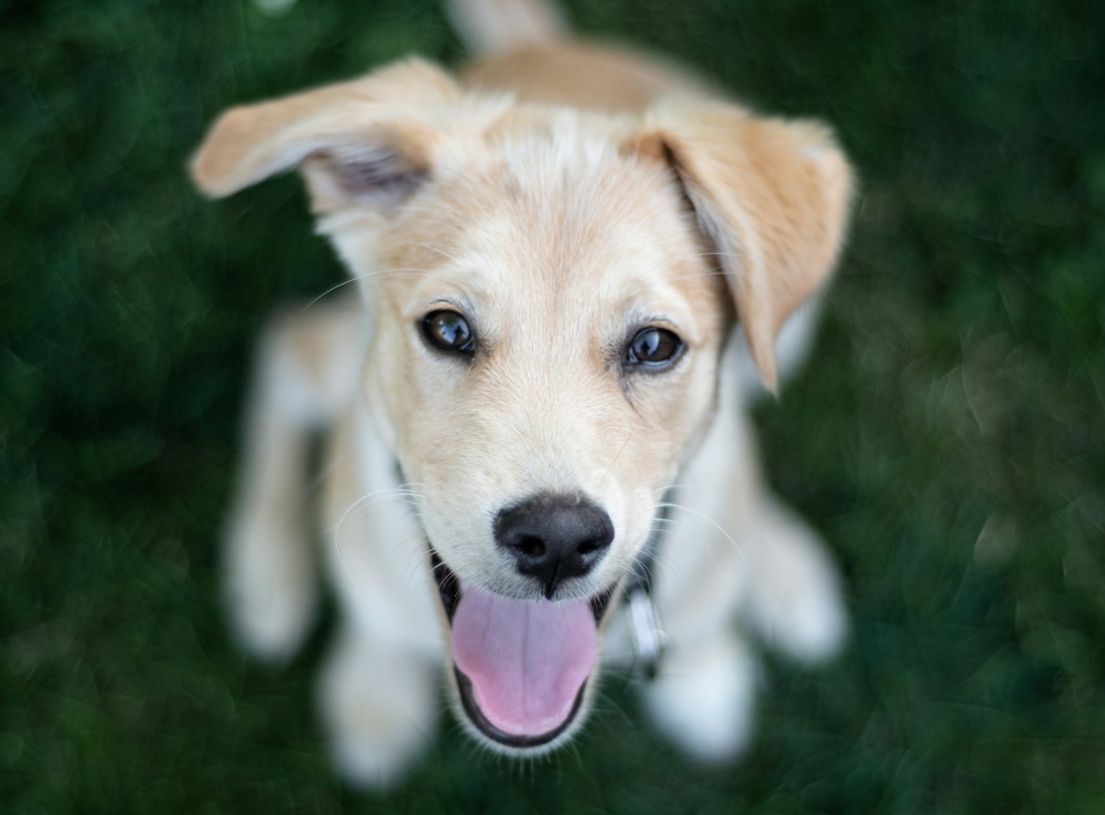 Nikon D7500 + Nikon AF Nikkor 50mm F1.8D sample photo. Short-coat brown dog photography