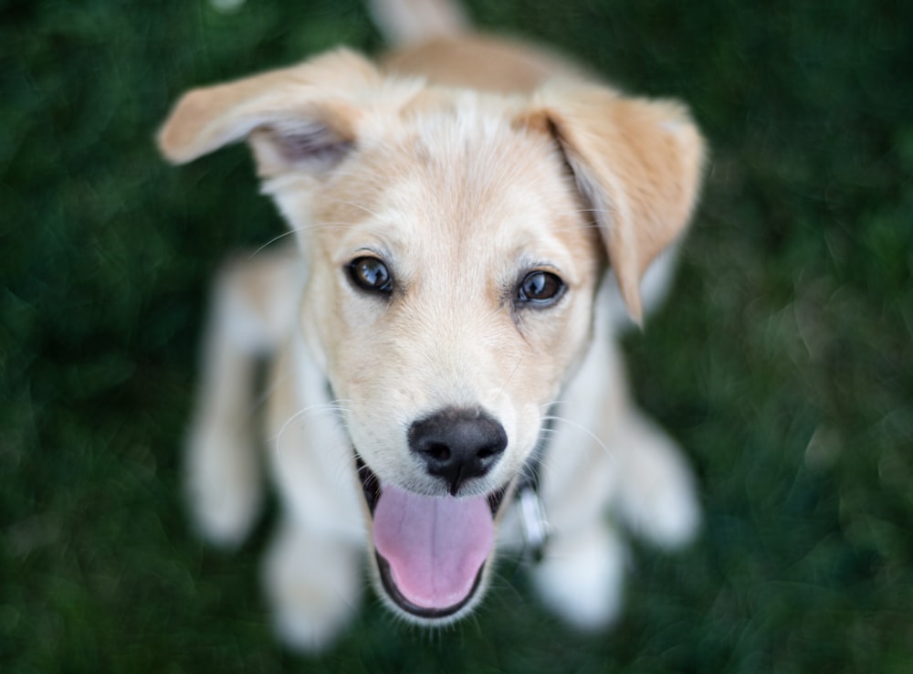 short-coat brown dog