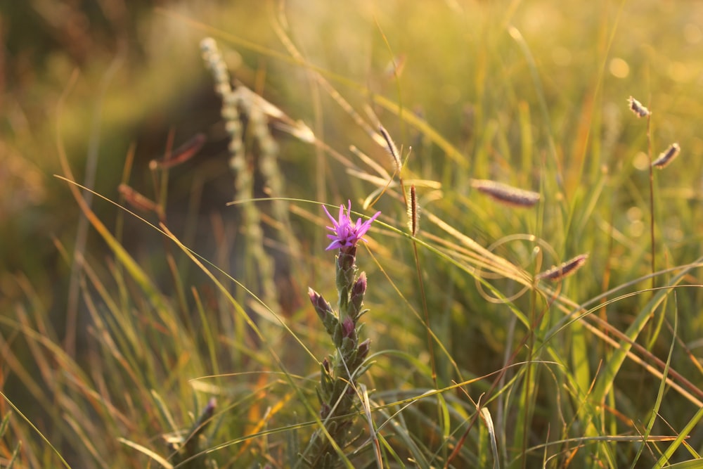 green grass field close-up photography