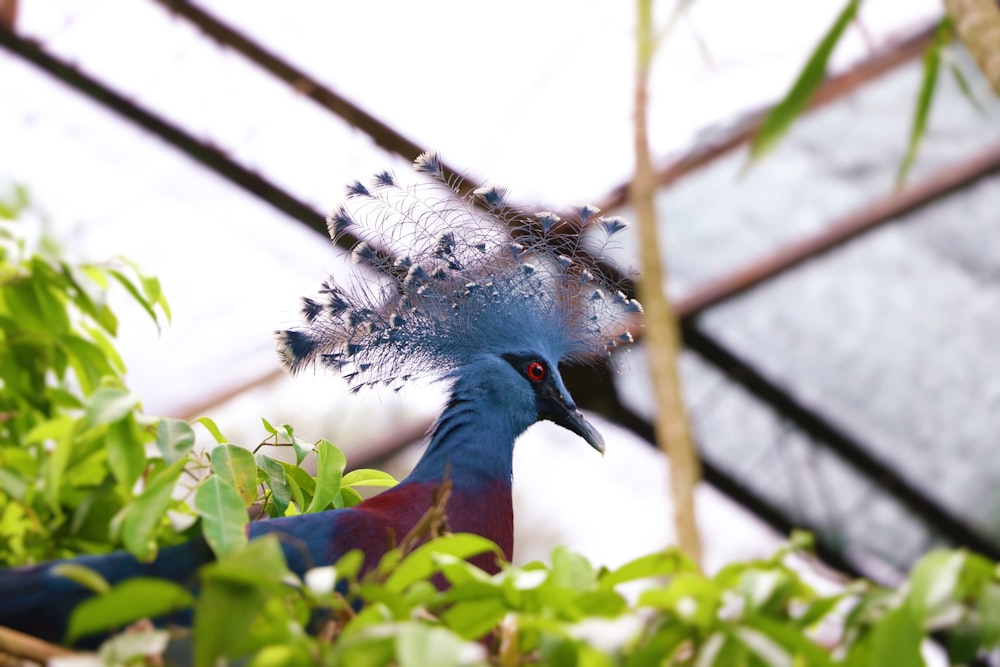 blue and red bird