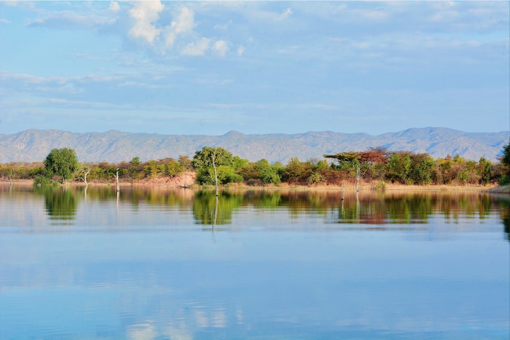 green-leafed trees near body of water