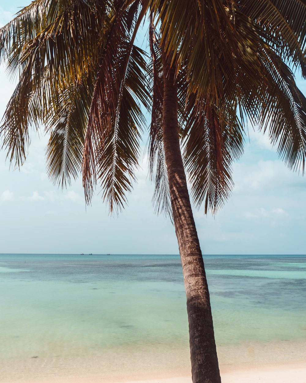 A coconut palm leaning over clear water on Koh Phangan
