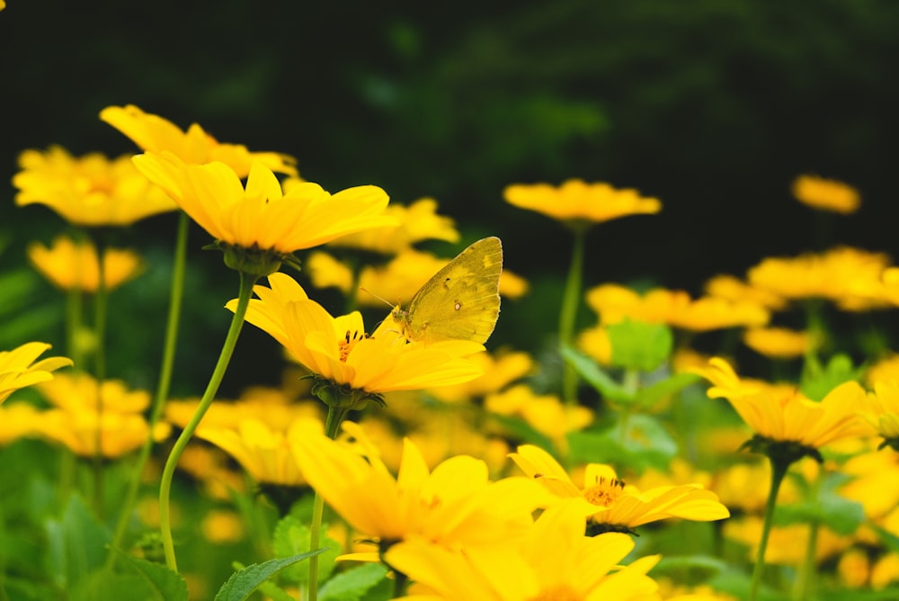 focus photography of yellow petaled flower