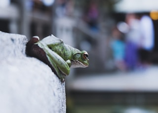 green frog on wall