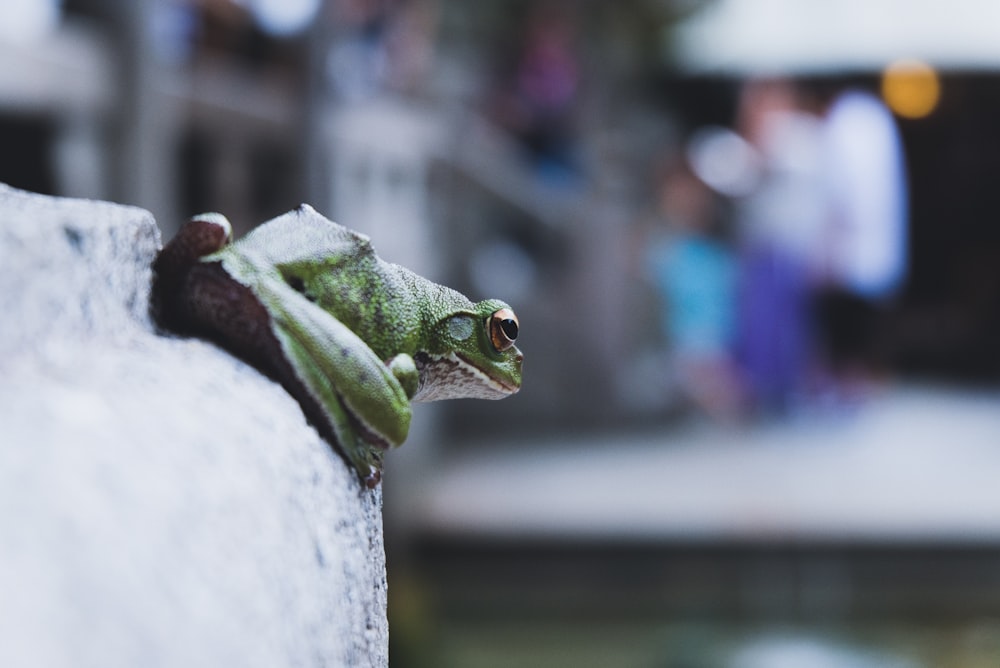 green frog on wall