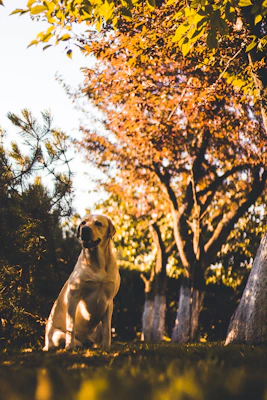 dog seated near tree