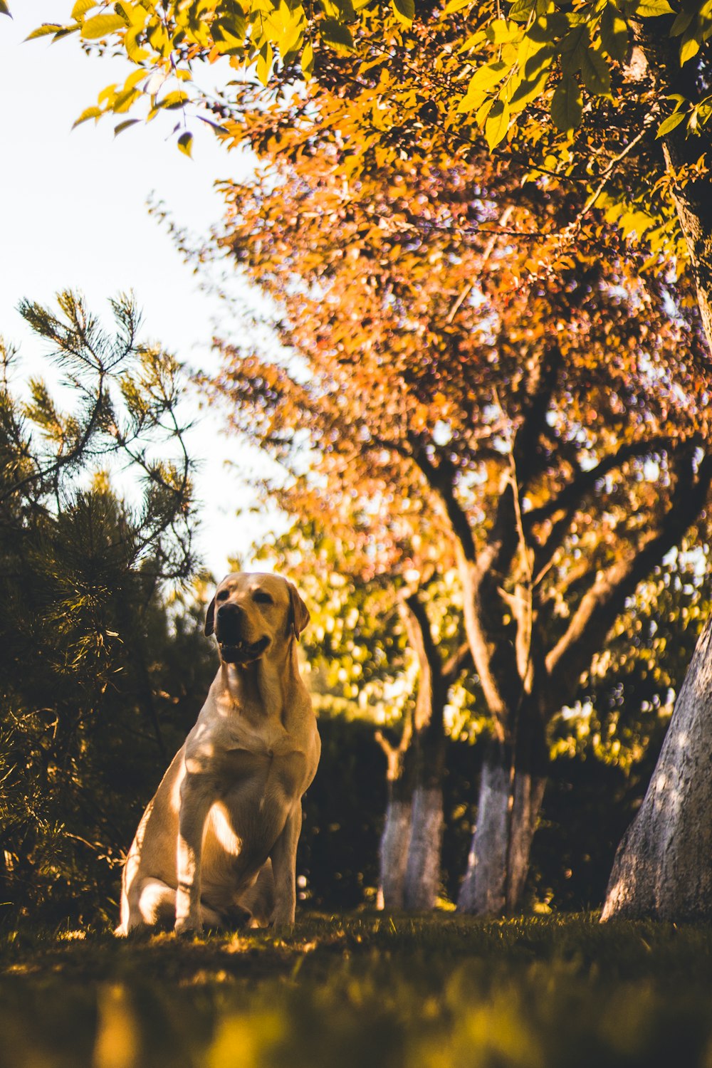 dog seated near tree