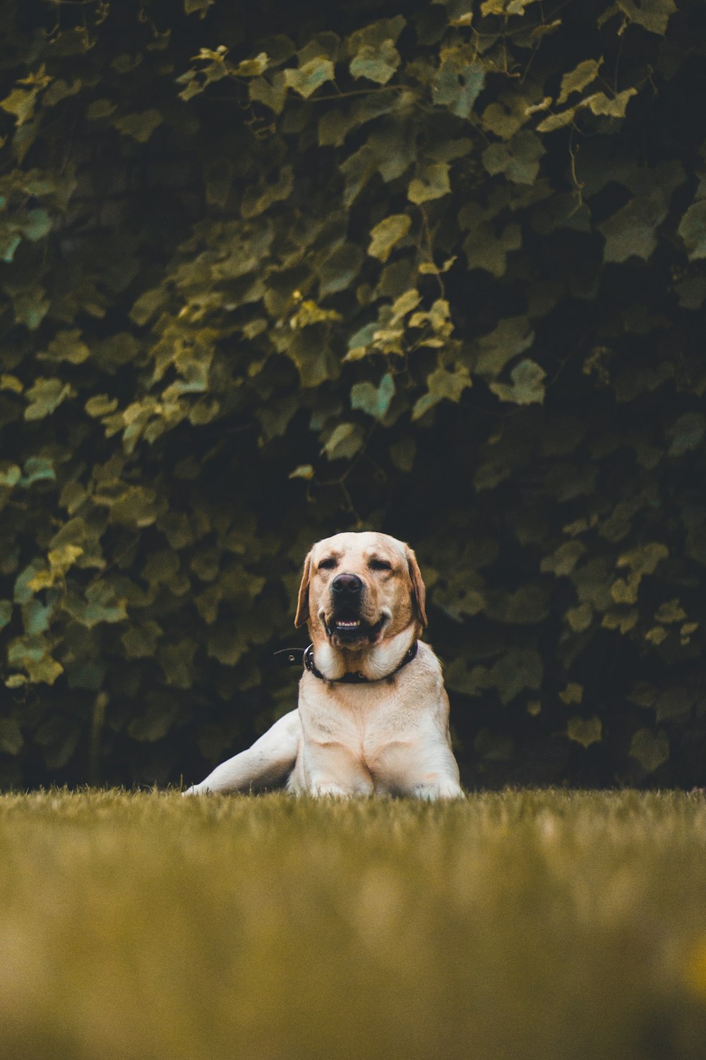 adult yellow Labrador retriever lying on grass