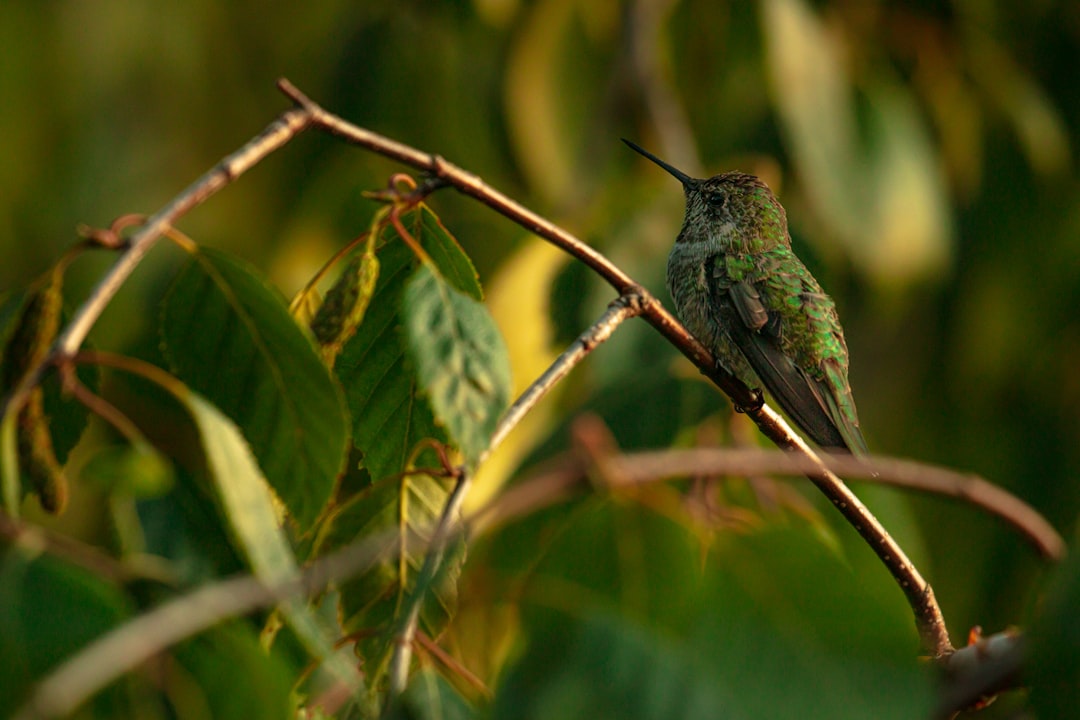 green hummingbird on green leaf plant