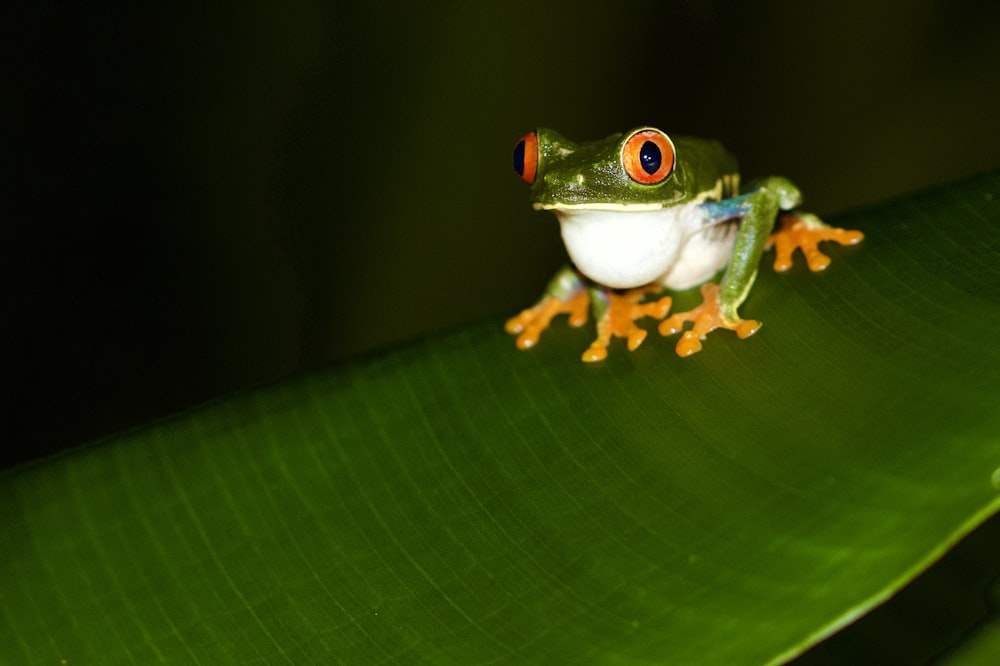 white and green frog perched on green leaf