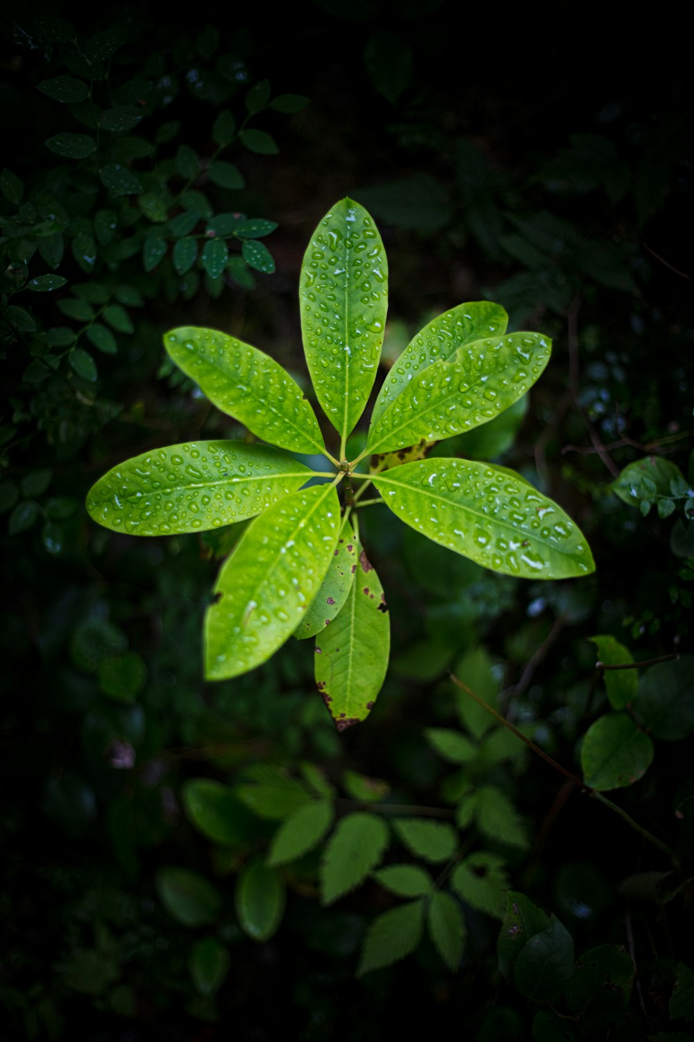 a green leaf with drops of water on it