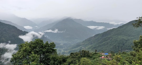 green-leafed tree on hill during daytime in Lamjung Nepal