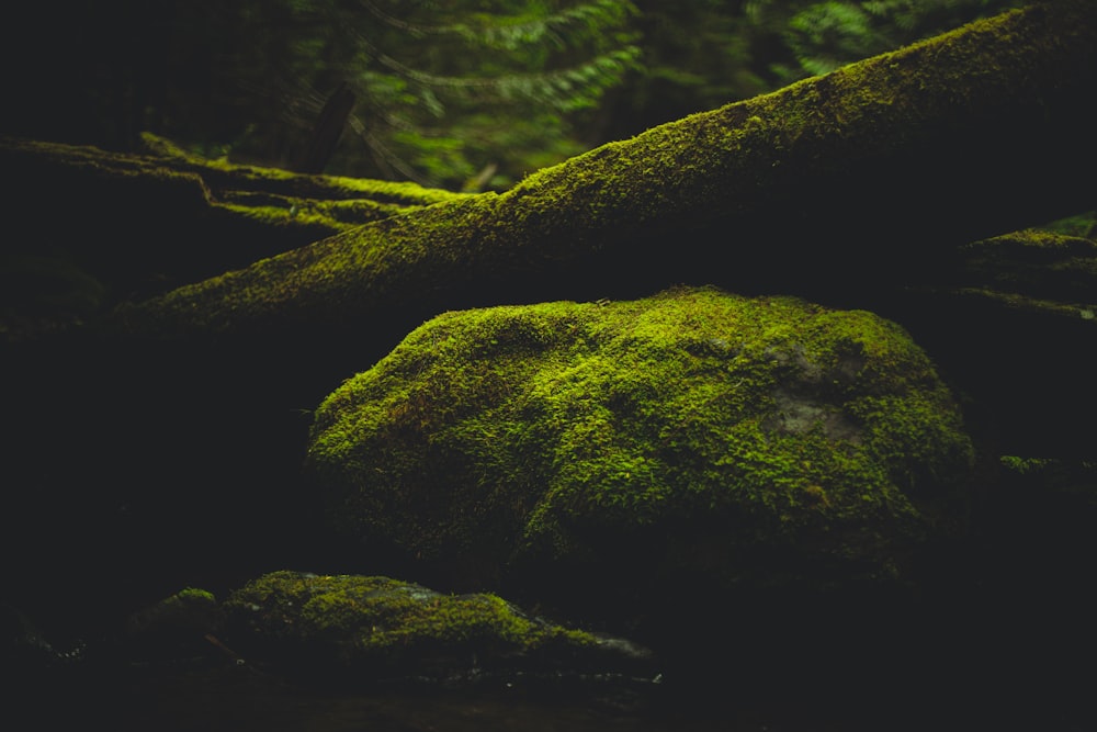 a moss covered rock in the middle of a forest