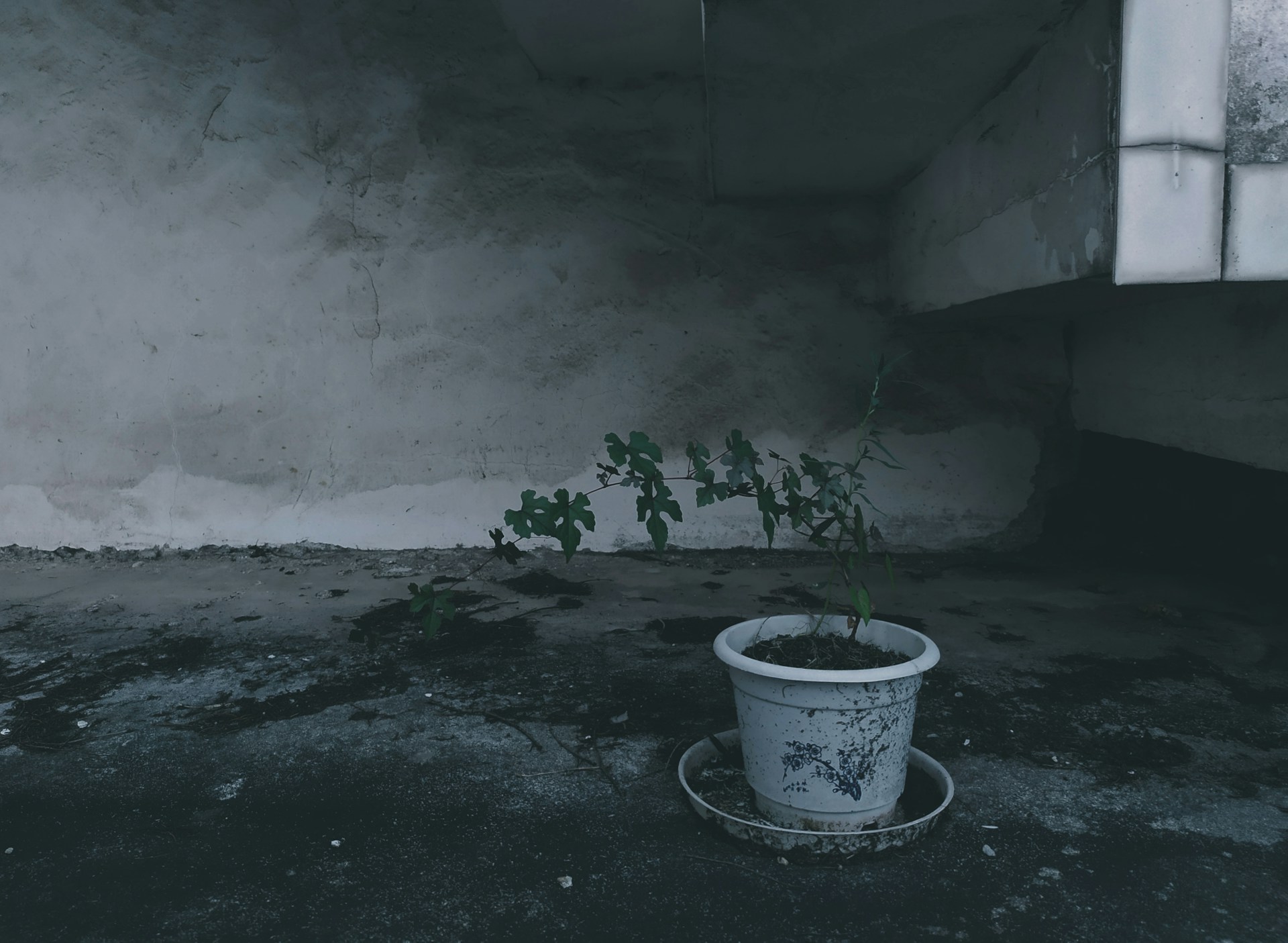green-leafed plant in white pot