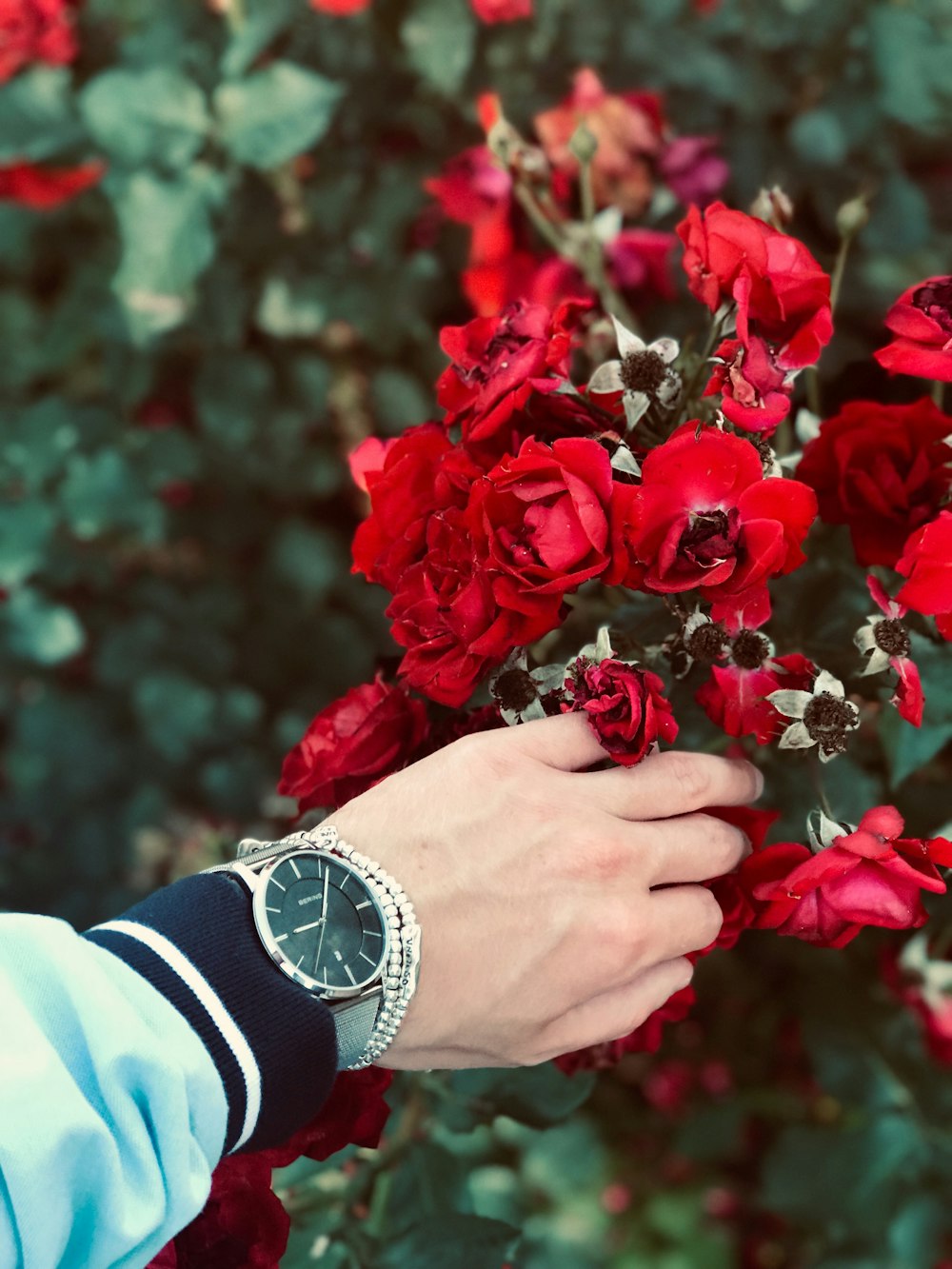 person wearing watch holding red petaled flower