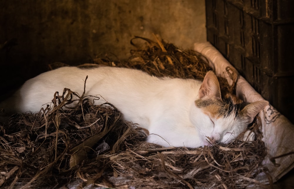 white and brown cat lying on brown grass