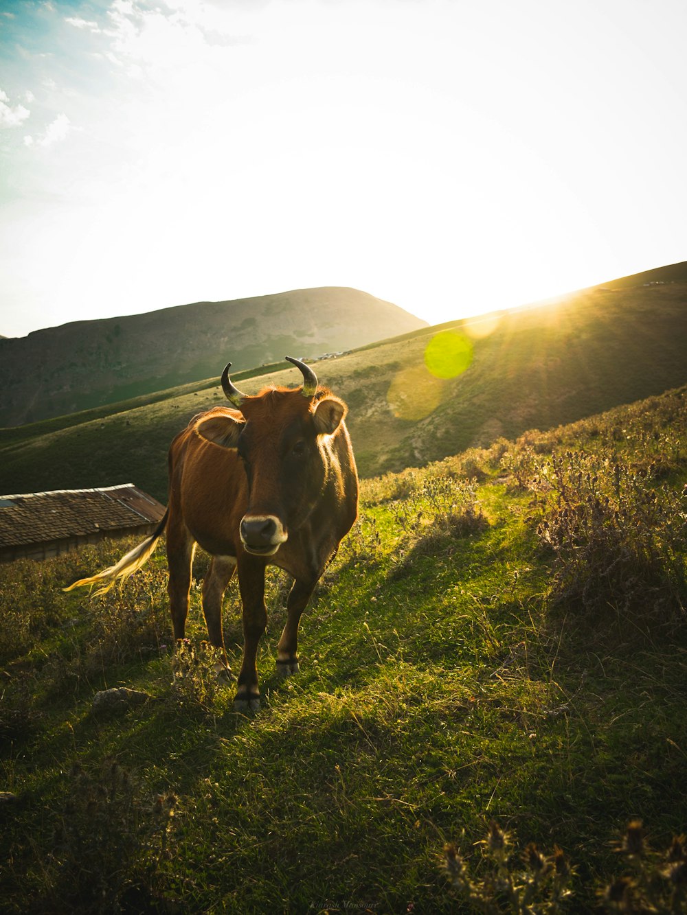 close-up of brown cow