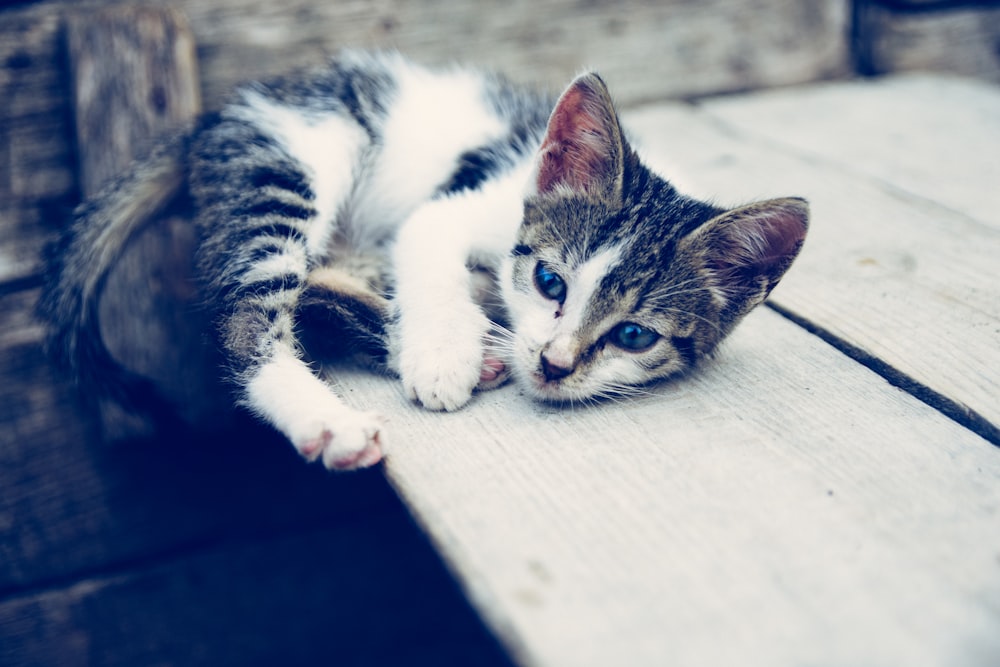 black and white tabby kitten lying on brown wooden surface