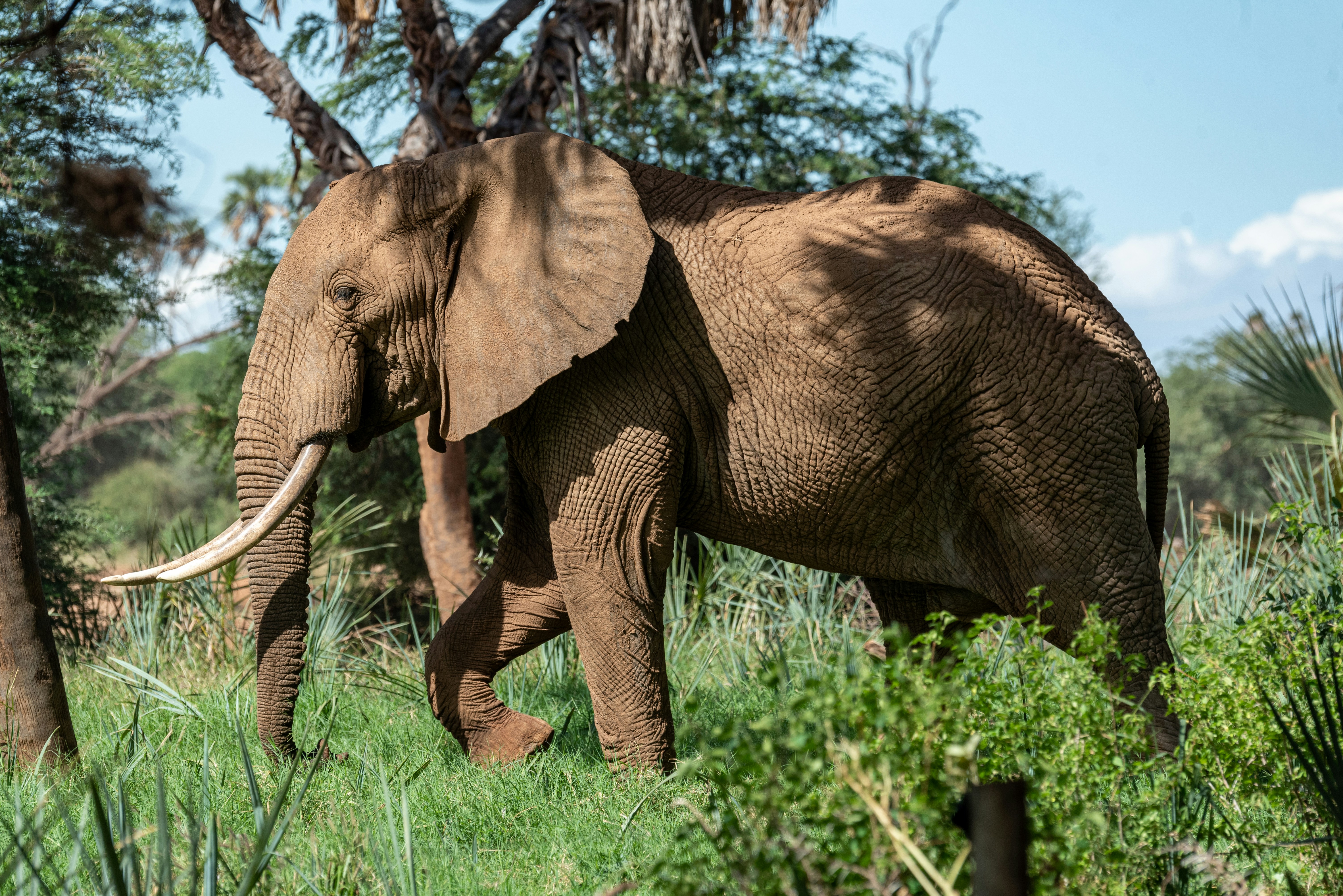elephant near tree during daytime
