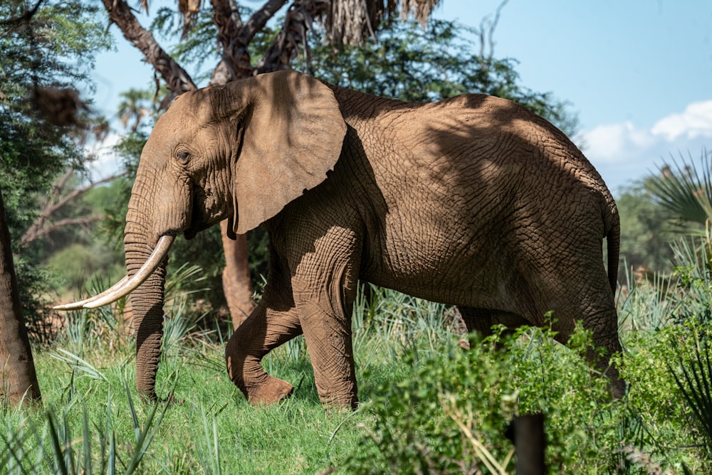 Elefante cerca de un árbol durante el día