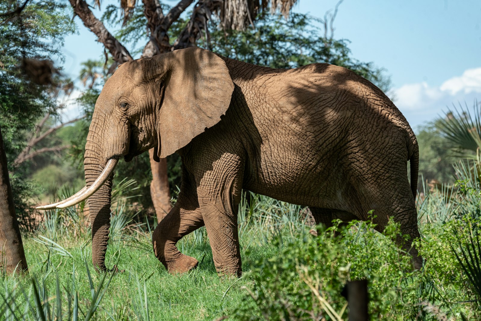 Nikon AF-S Nikkor 80-400mm F4.5-5.6G ED VR sample photo. Elephant near tree during photography