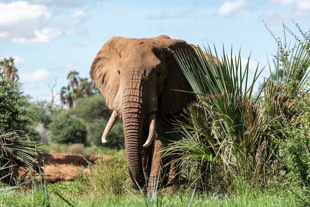 Elefante cerca de plantas verdes