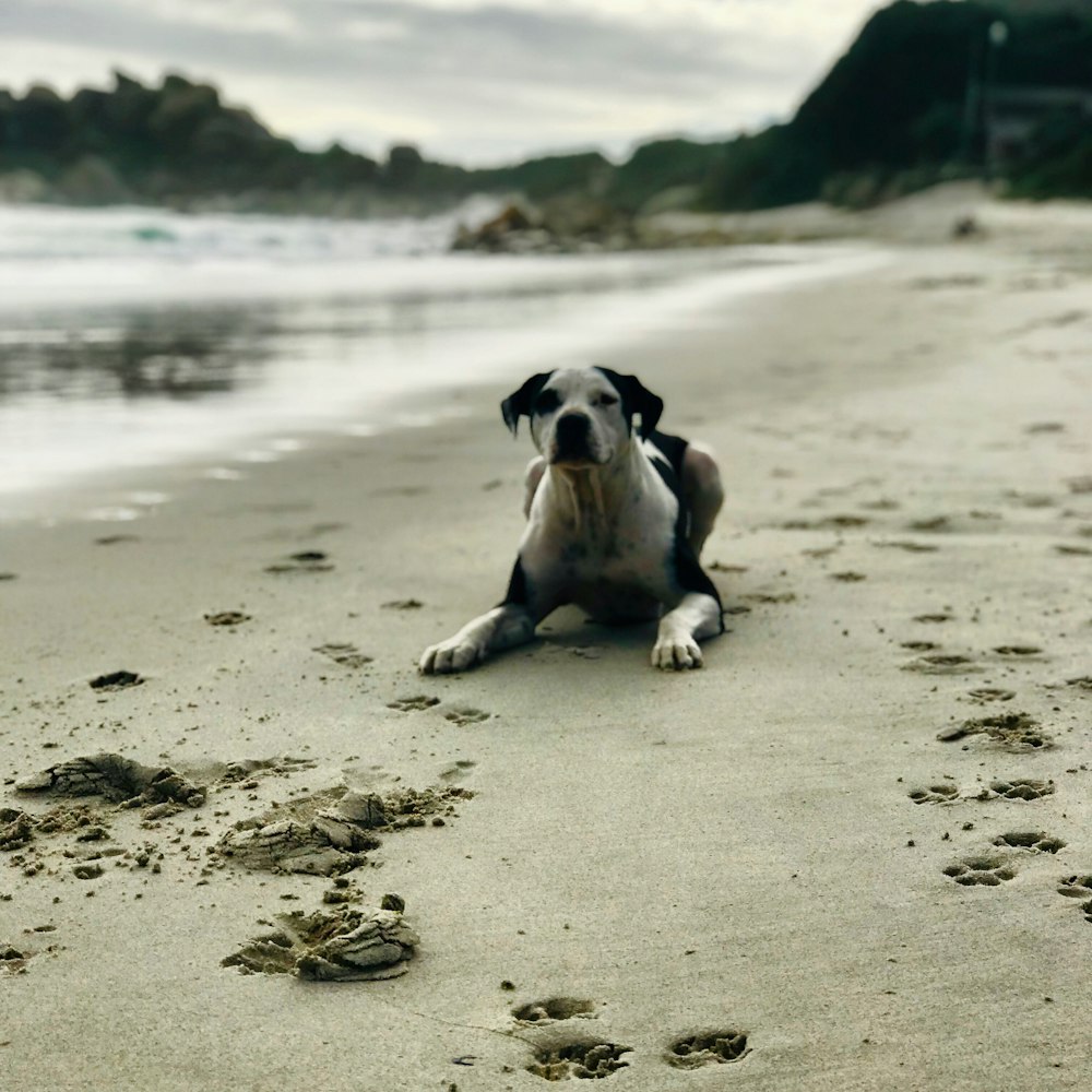 dog sits on shore during daytime