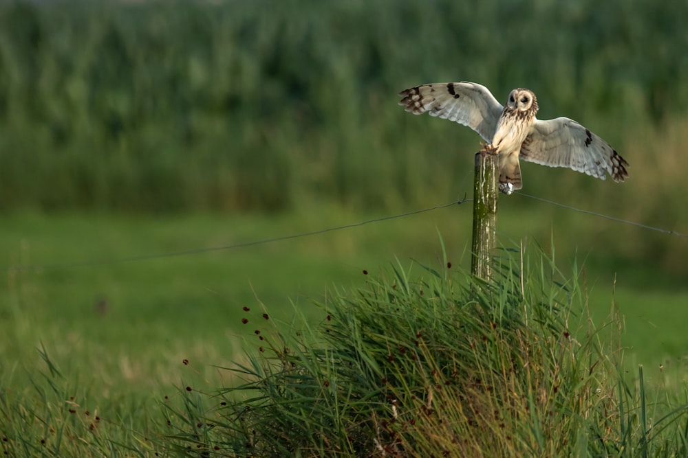 owl on branch during daytime