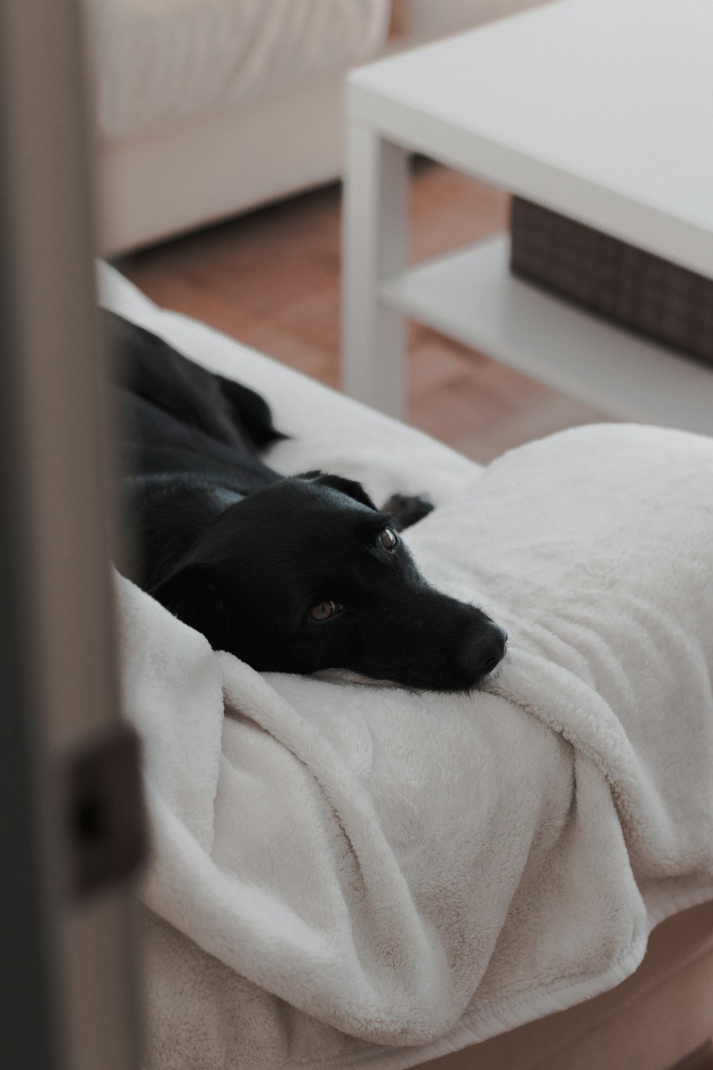 short-coated black dog lying indoors
