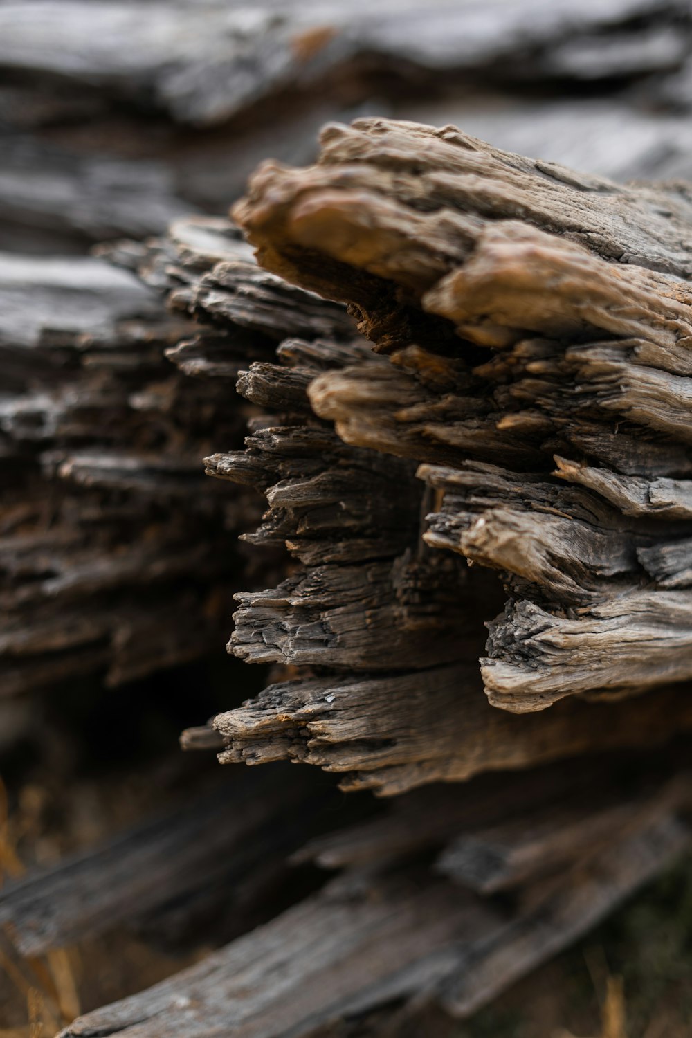 brown driftwood