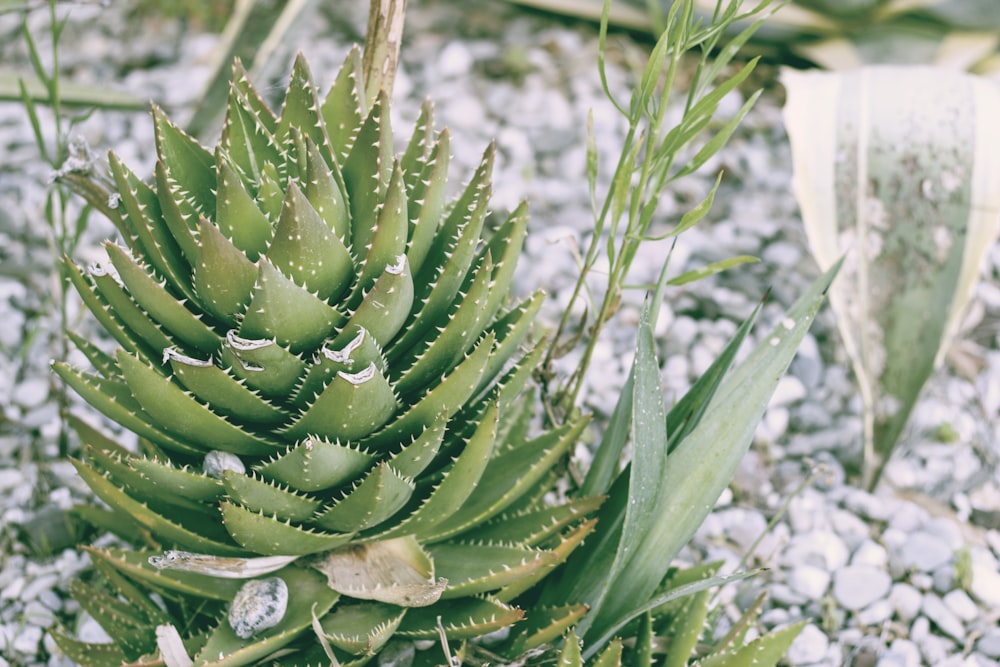 green plant on focus photography