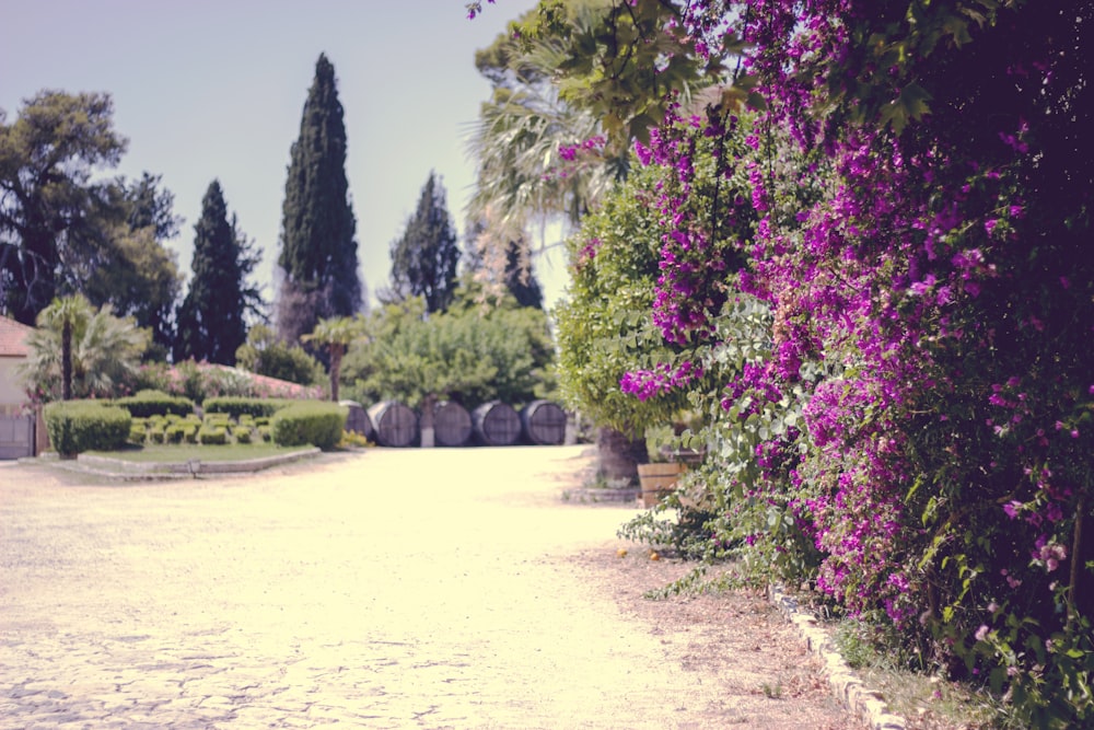 purple flowers near trees