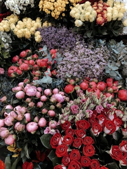 assorted-colored rose lot