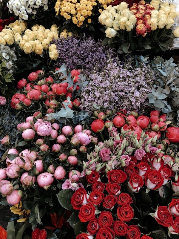 Rosen in unterschiedlichen Farbtönen