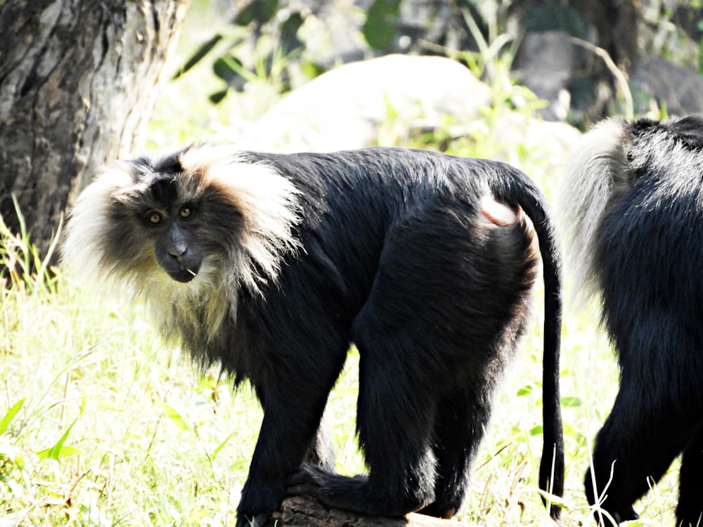 two black-and-white monkeys near tree