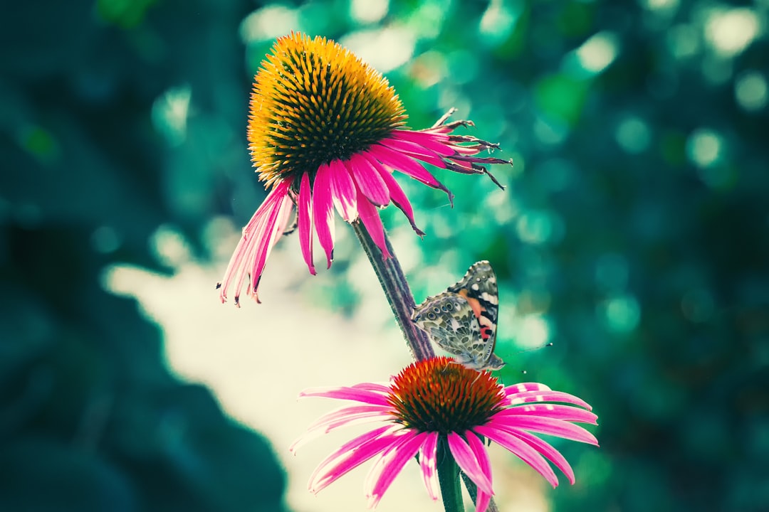 shallow focus photography pink and yellow flowers