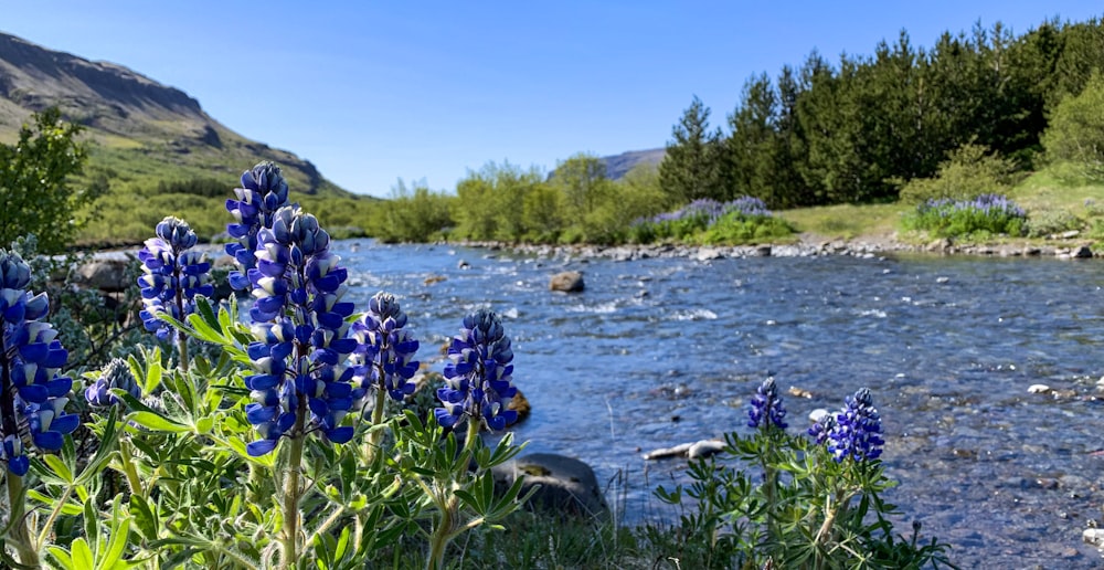 green-leafed plant with blue flowers