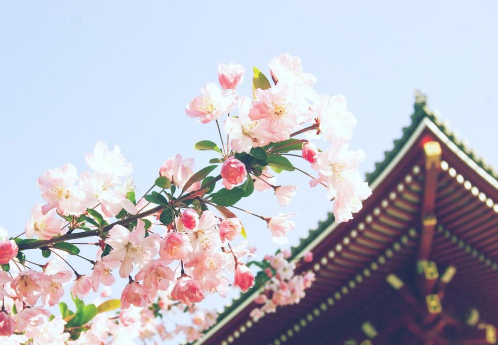 pink petaled flower near temple