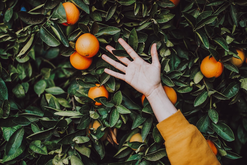 orange fruits