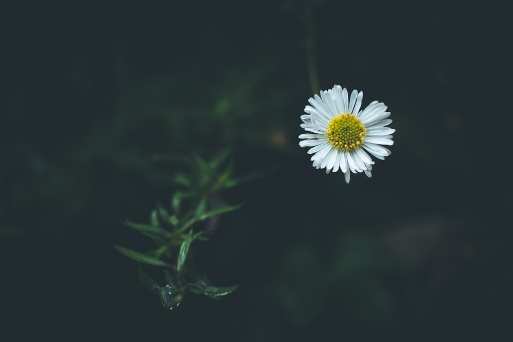 white petaled flower