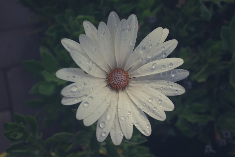 gotas de agua en una flor de pétalos blancos