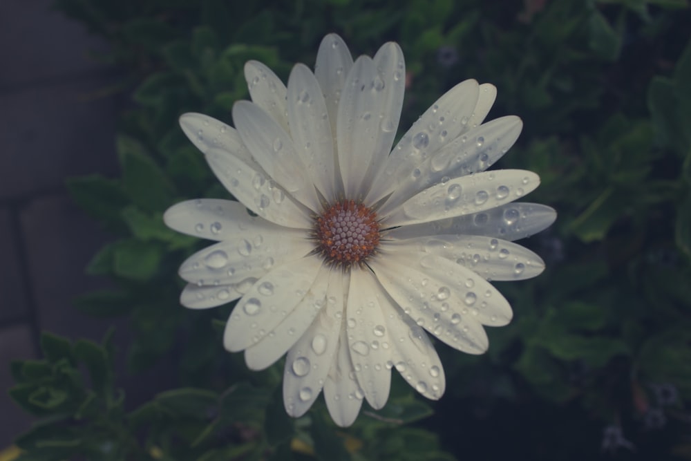 water droplets on white-petaled flower