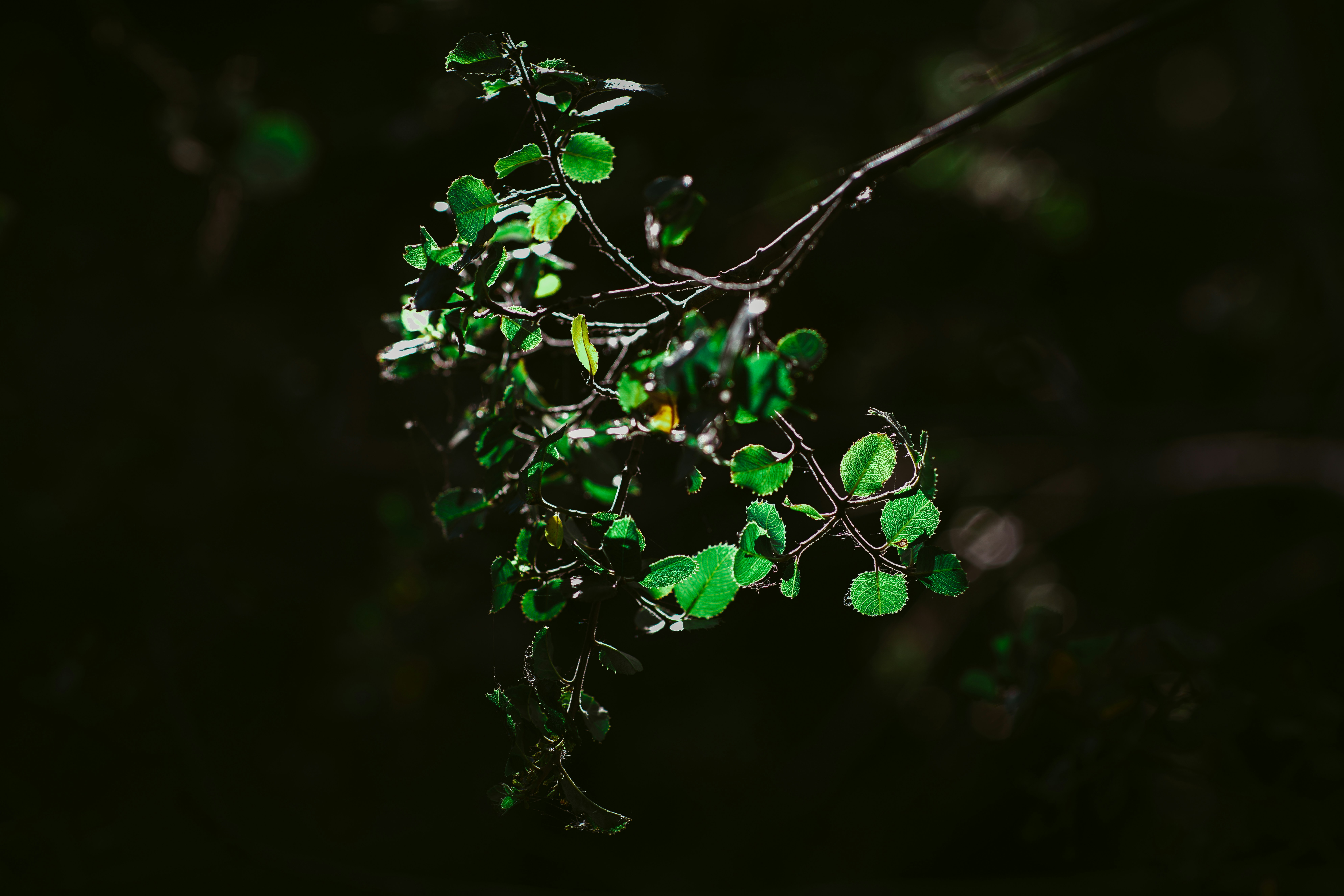 Photo by wrkbydom