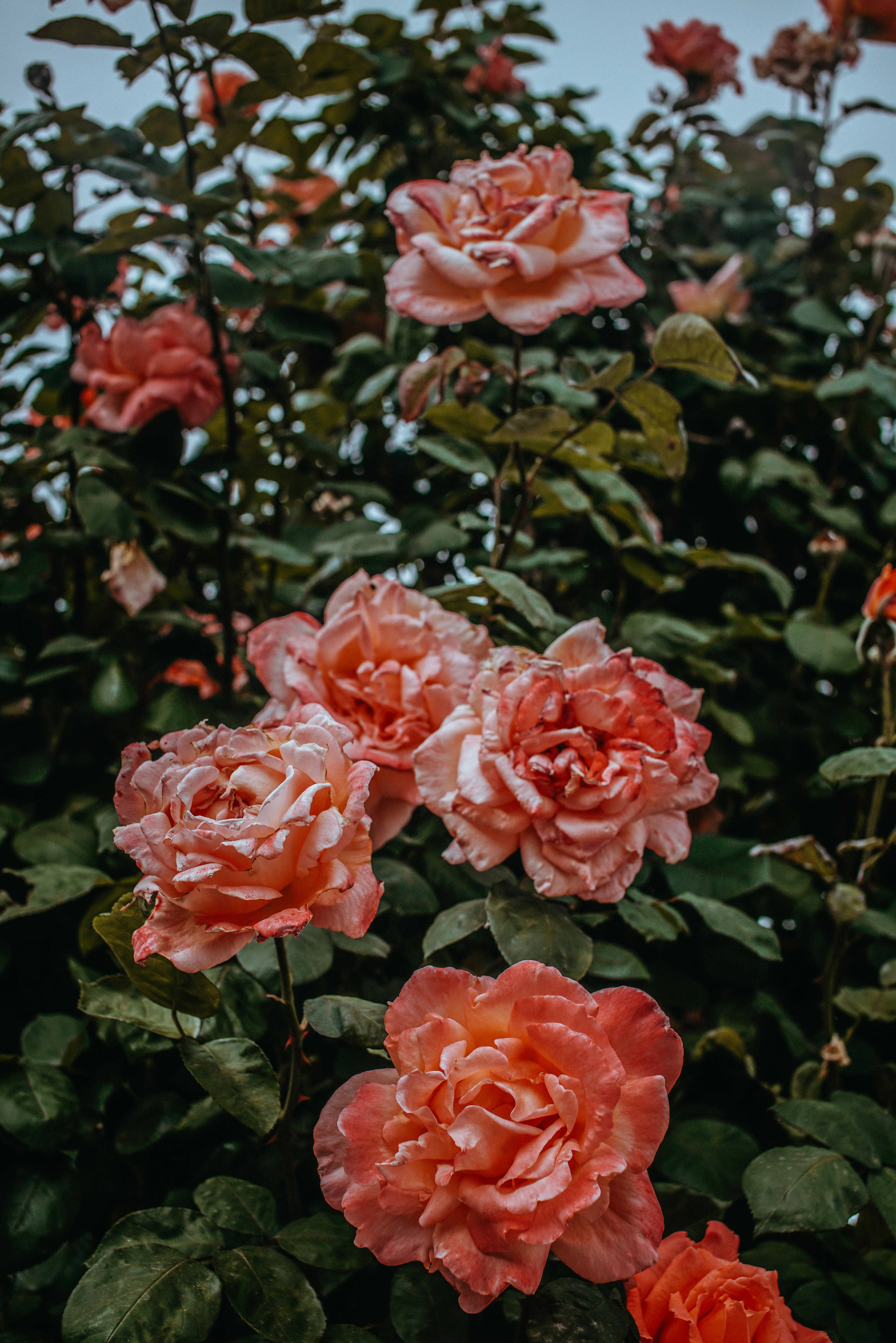 Photo by wrkbydom
