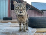 A tabby cat with a collar stands on a wooden platform covered with a translucent sheet. The cat is looking directly at the viewer. Two large tires are positioned behind the cat, with a rustic wooden fence and metal roofing in the background.